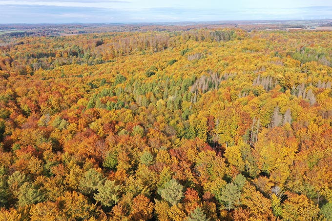 Laubacher Wald